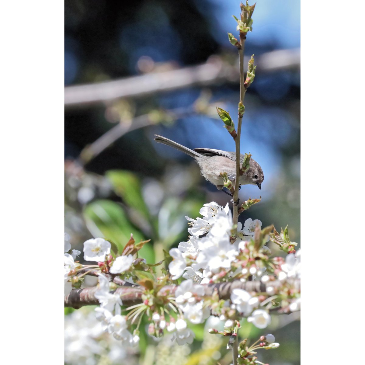 Spring blooms and birds. #bushtit #springtime #birding #audubonsociety #cornelllabofornithology #birdsandbloomsmagazine