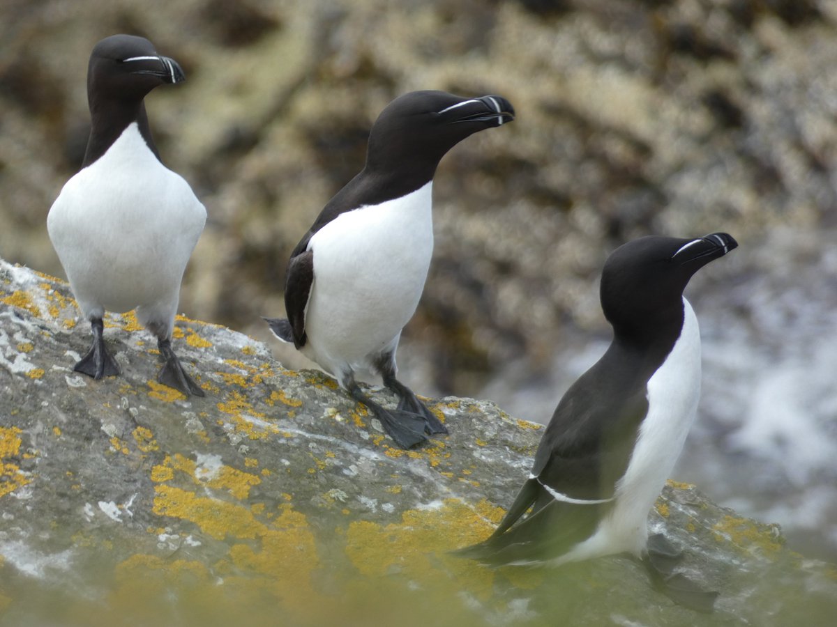 It's the first of May which means it's time for a new photo from the WOW archive! This time, it's these three Razorbills taken at the end of May/early June in 2023, South Ronaldsay. 📸
#birdwatching #UKWildlife