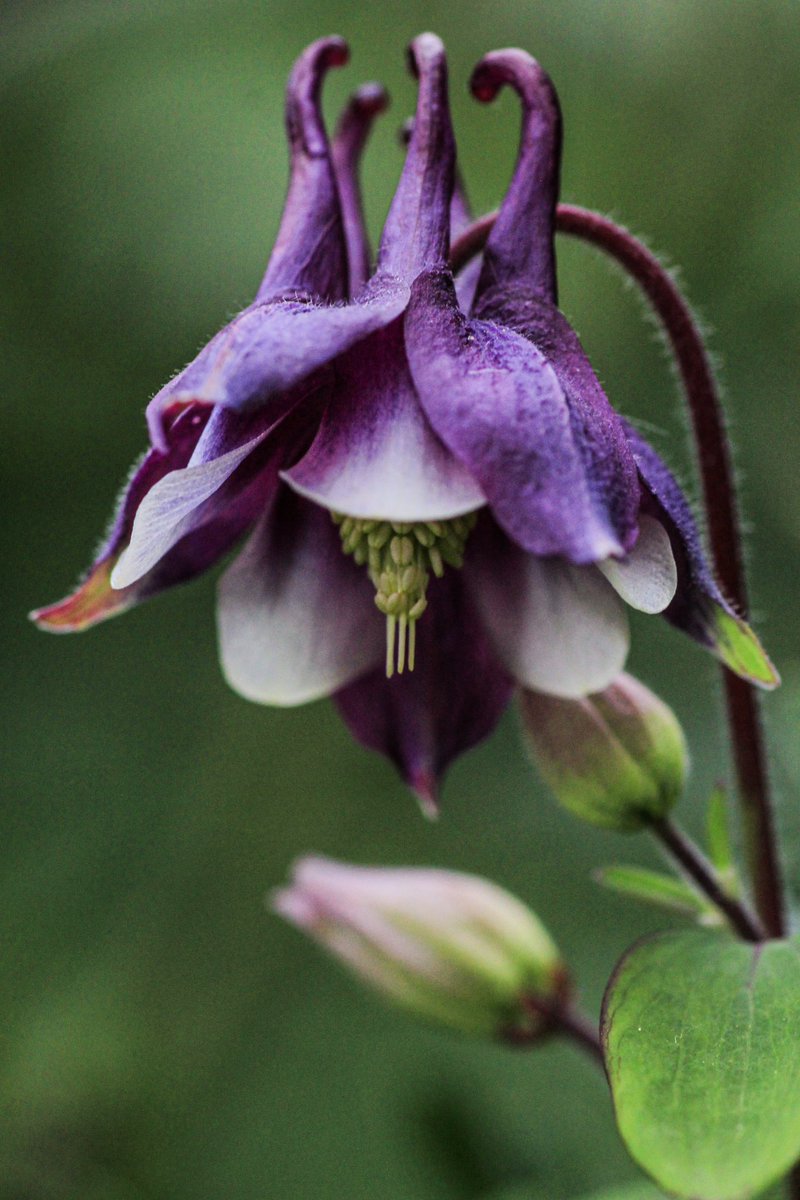 Columbine flower.

#photography #macro #Flowers