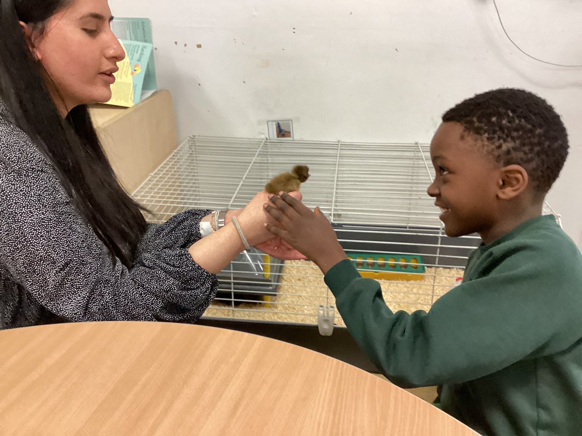 In Science we have been learning about life cycles. It was lovely to visit the ducklings and see nature in action. 🐣 #Science #WeAreBrightFutures