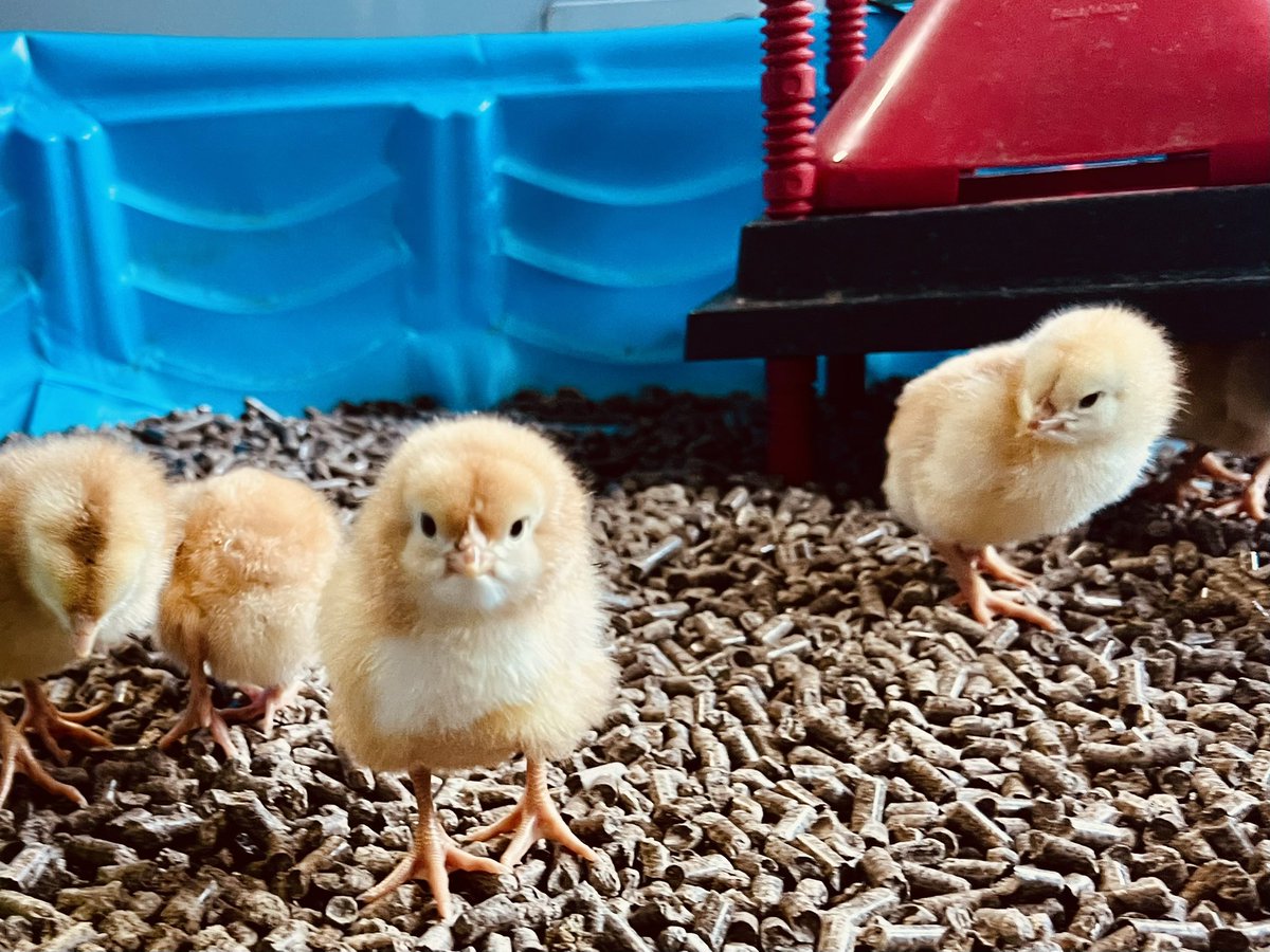 Just welcomed 25 new chicks this morning.