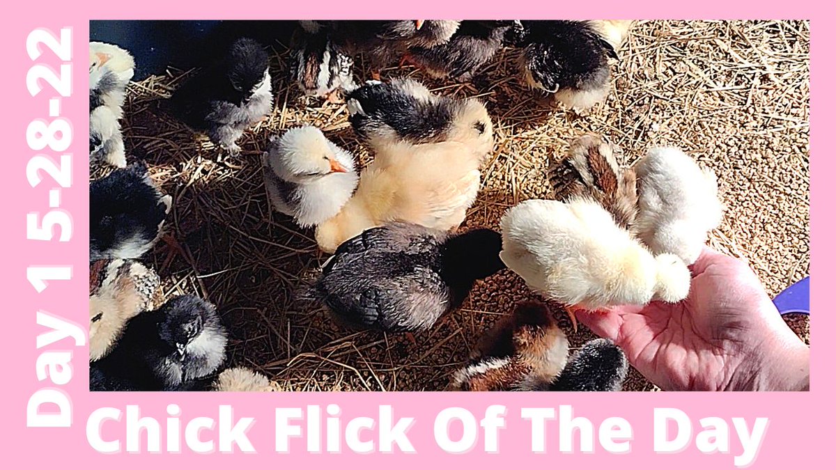 Silkie, Cochin, & Polish Chicks Growing - May 28, 2022
i.mtr.cool/bnwoomksqz
#chickens #chicks #chicksgrowing #ChickensForChicks #ChickendaleAR #Chickendale #CFC