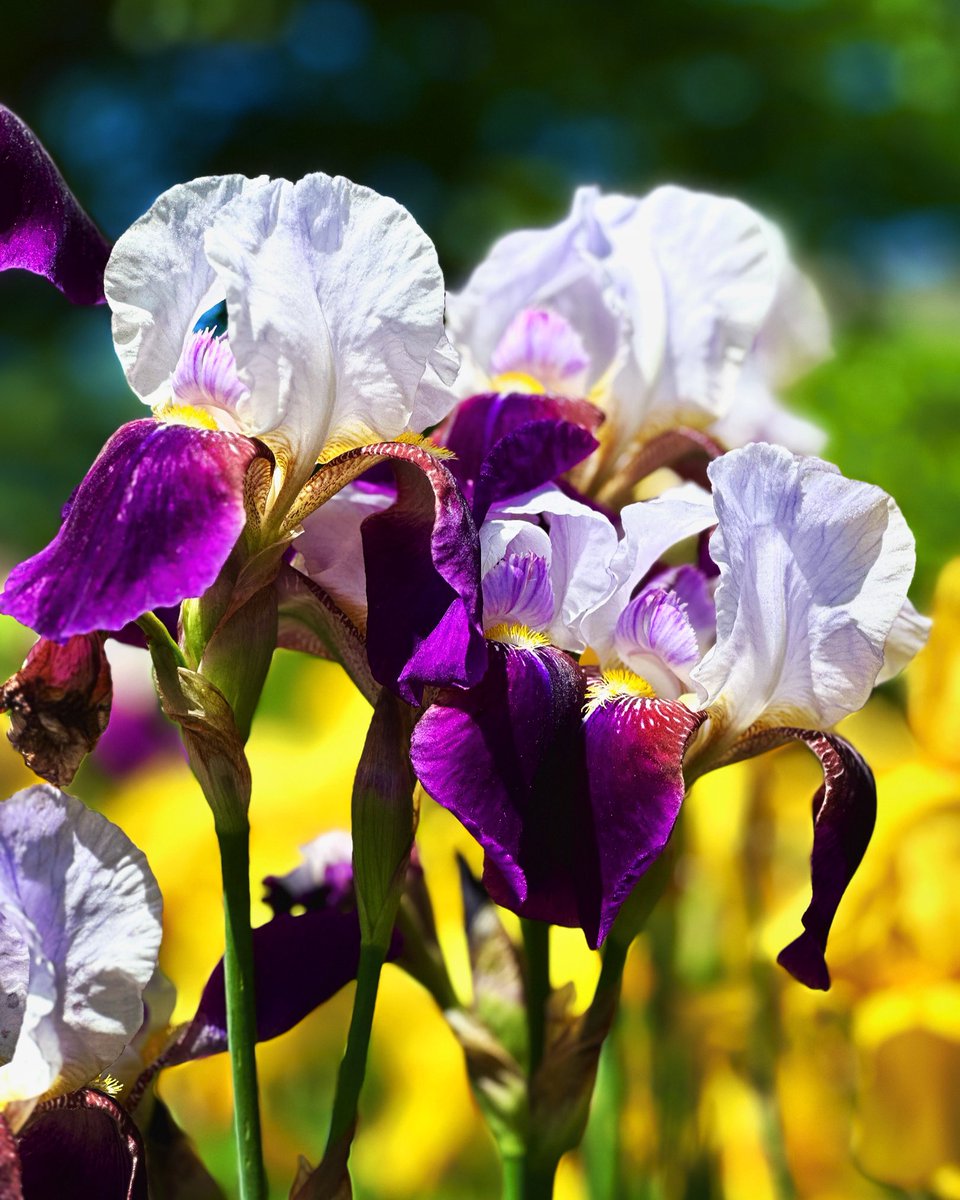 Bora-tinged iris