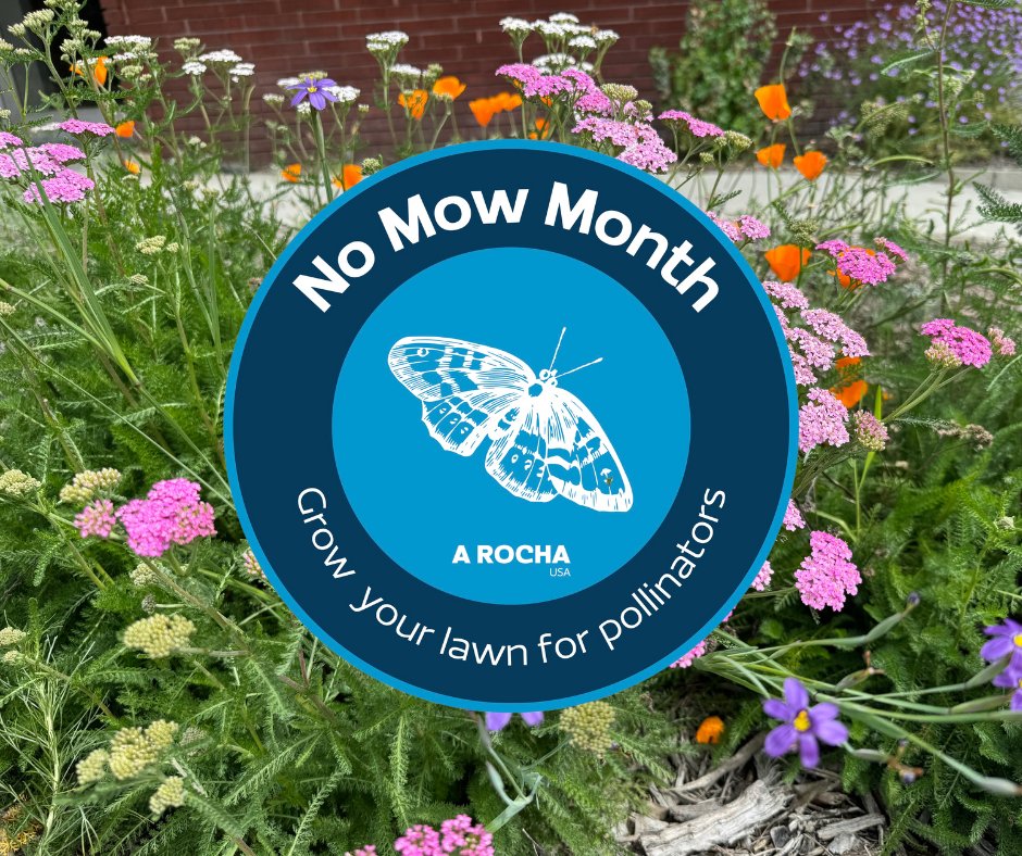 It's #NoMowMay: Do more for creation by doing less! 🌱 Take the whole month off mowing or mow less 📣 Download and display a No Mow Month yard sign 🌻 Add beneficial native plants and flower species to your yard 🦋 Reduce or eliminate pesticide use from your yard 🗣️ Tell others!