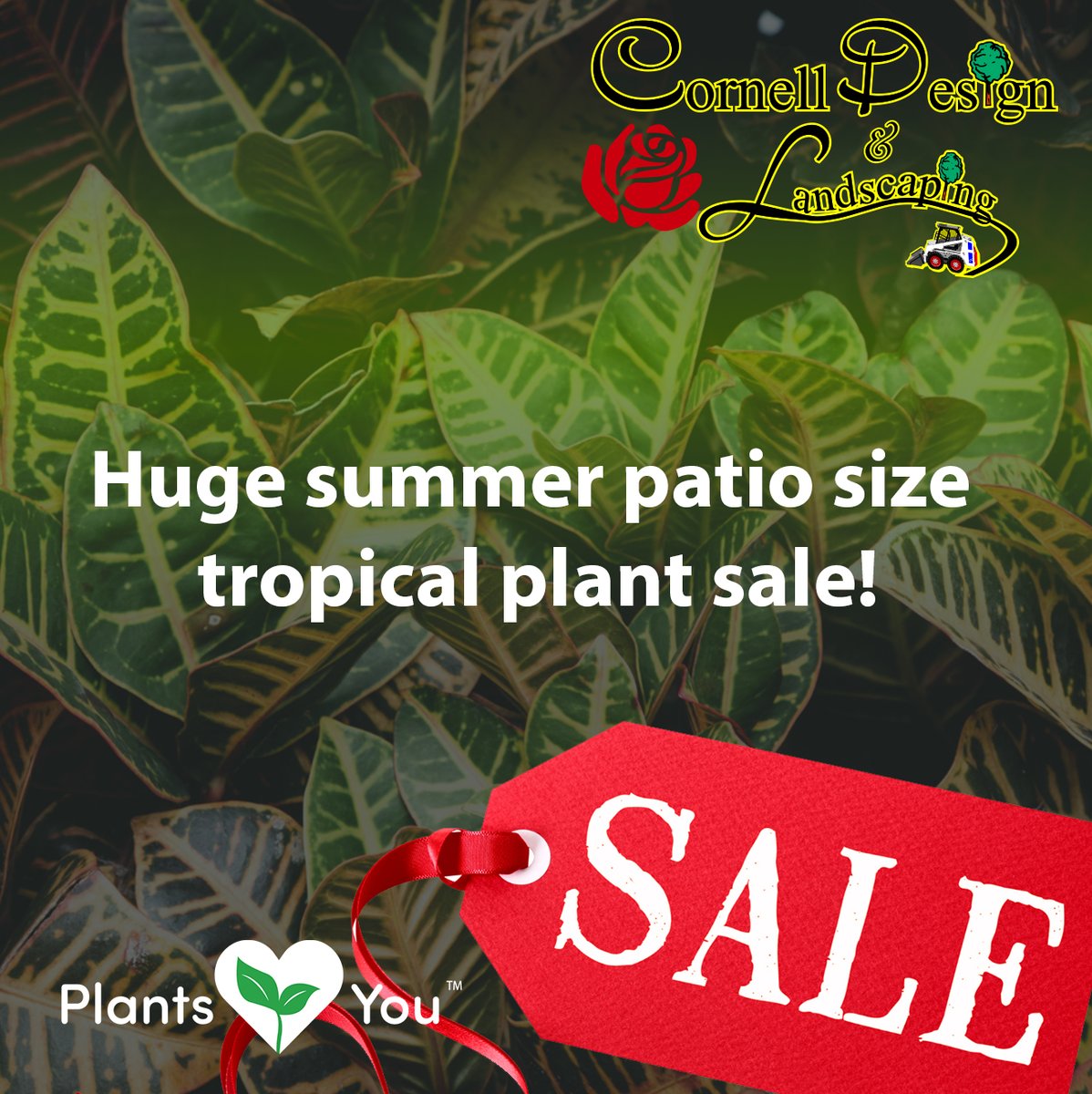 🌴🌺🌿 Don't miss out on our summer patio size tropical SALE! Get 25% off select tropical plants now! Hurry in for the best selection before they're gone! 🌴🌺🌿 

#tropicalplants #summertime #sale #moosejaw