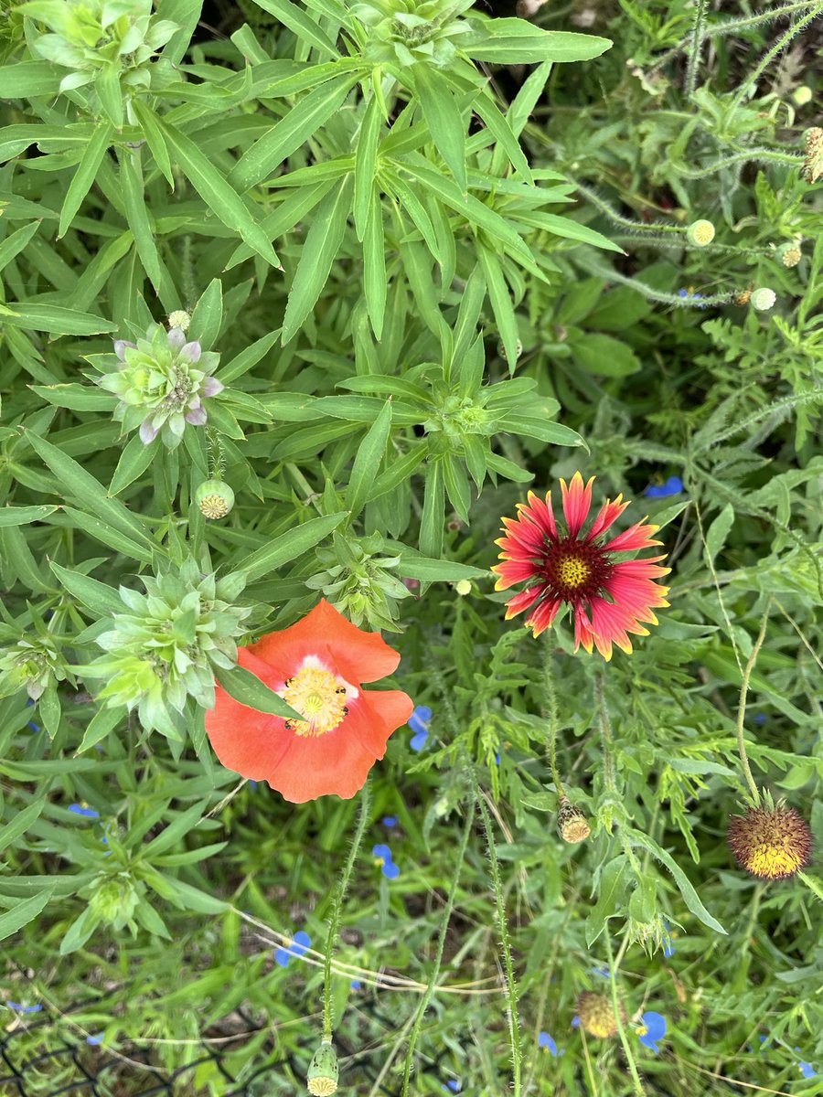 It’s #GardenDay at #SinclairElementary!! @HoustonISD @SinclairPTO @readygrowgarden #springblooms