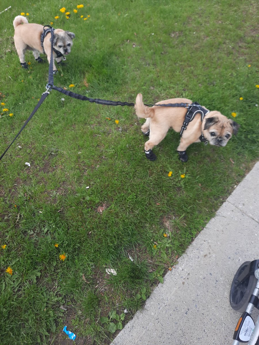 Mama walked us by herself this morning 'cause hubro had dentist appointment. We was very good boys 🙂 mama only got leash stuck in walker wheel once 🙂 we even stopped to smell the dandelions 
🙂🐾🐾🐾🐾 #pugtalk friends #stopandsmelltheflowers 🌼🌸🌻🌹
