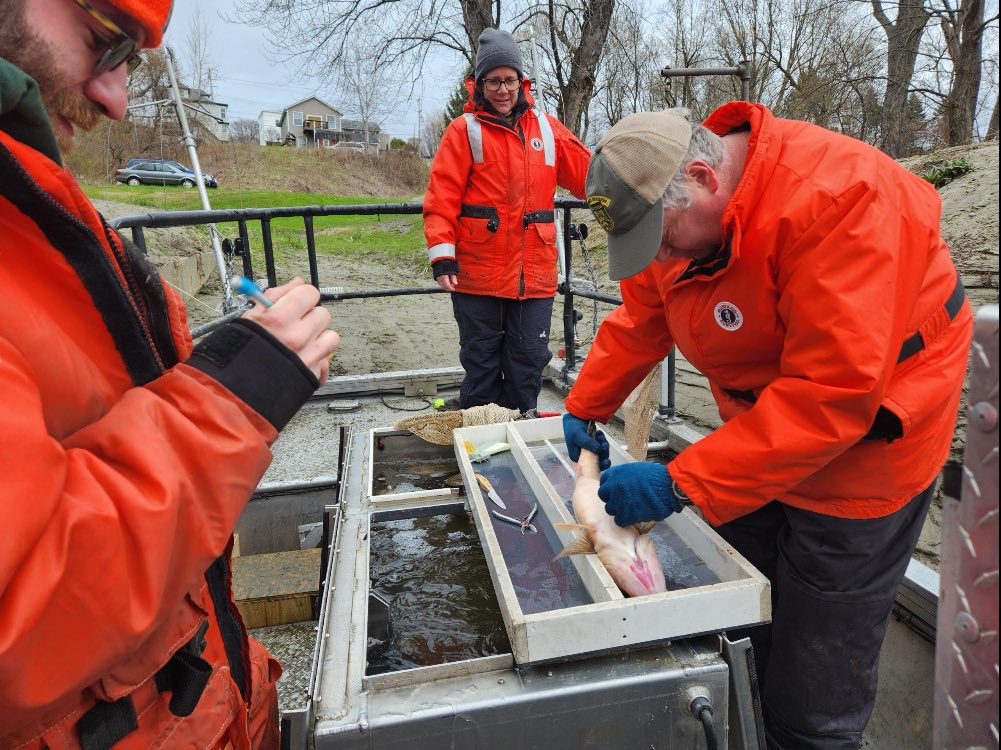 Secretary Moore joined the Fish Division at on the Winooski River to help with this spring's walleye survey. Every 3 years during spawning season, Fish and Wildlife electrofishes for walleye with the goal of understanding population dynamics.