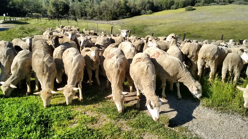 🐑We're baaaaack!🐑 Flocks of hundred's of sheep will soon arrive at Cronan & Magnolia Ranch in the central #California foothills, to graze invasive weeds & reduce #wildfire threat. #FuelsTreatments #CAWildfires #invasiveplants

Learn more: blm.gov/announcement/s…
@blmfire