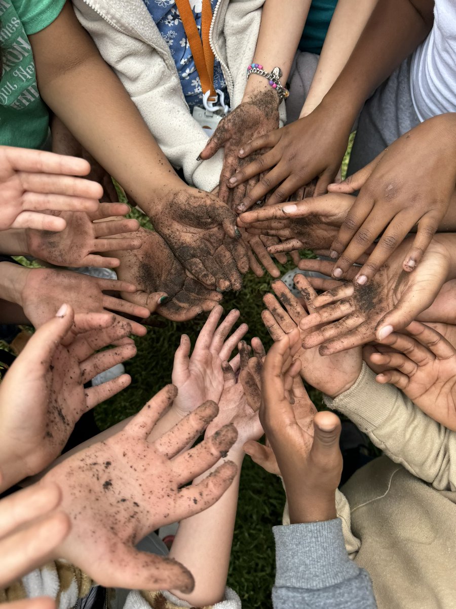 @mcfeecfisd 3rd graders have been busy harvesting potatoes 🥔 🙌🏼 @readygrowgarden @sharonwhit1 @PowerUpCafe @CyFairISD #gardenday #schoolgarden #organicgardeing #texasgardening #elementaryeducation