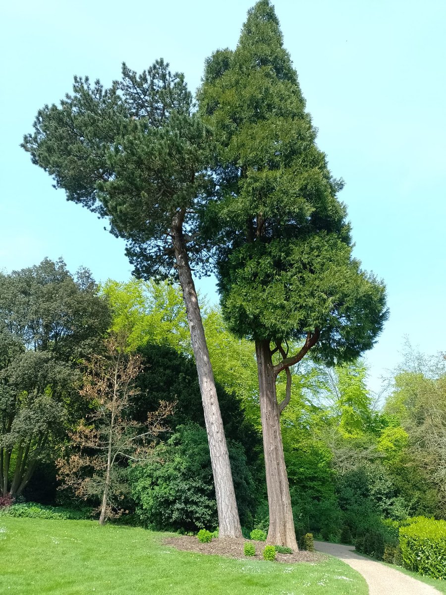 My sister sent me this picture of some lovely trees that she took today at Basildon Park. #TreeClub