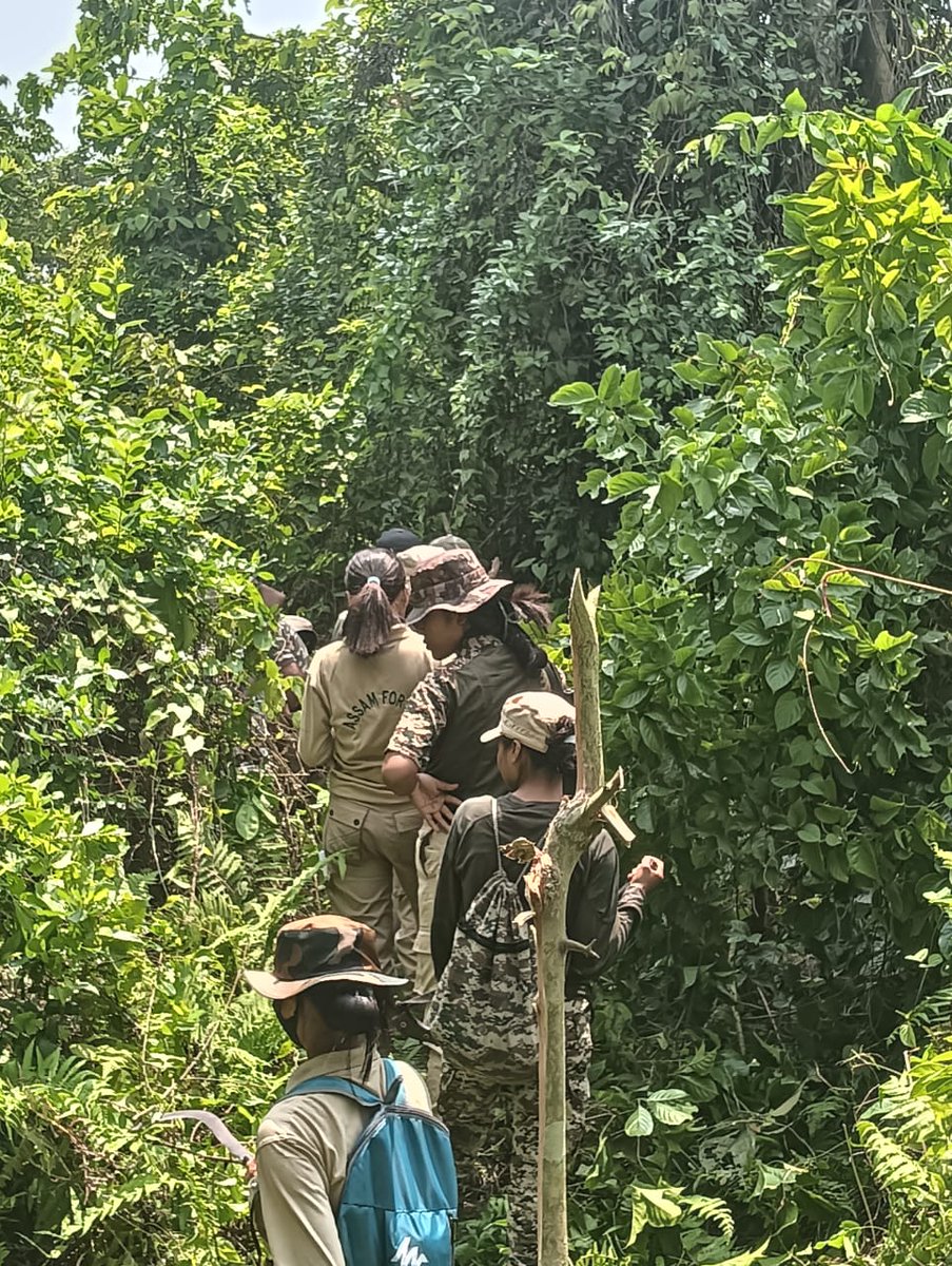 🌿 Update from Kaziranga National Park: Line transect and signs surveys have commenced in Laokhowa Burachapori as part of our routine wildlife population monitoring. These efforts help us assess the prey base for our majestic animals. 🦌🐅 #Conservation #WildlifeMonitoring