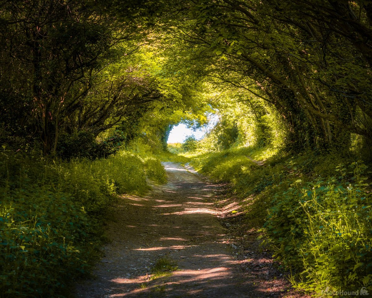 Old Roman road through Halnaker Tree Tunnel. West Sussex, England. NMP.