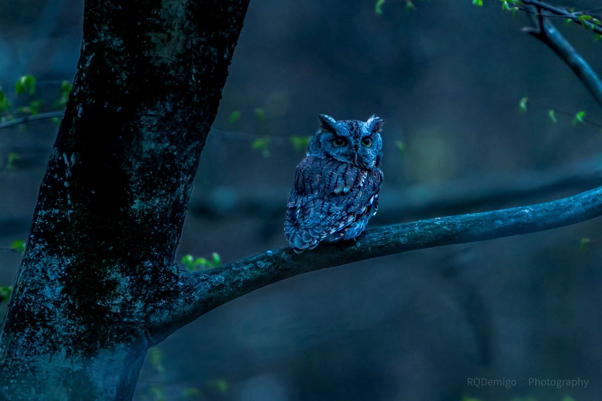 Eastern Screech Owl found the perfect perch. Embracing the serenity of nature. #WildlifeWednesday #owl #nature