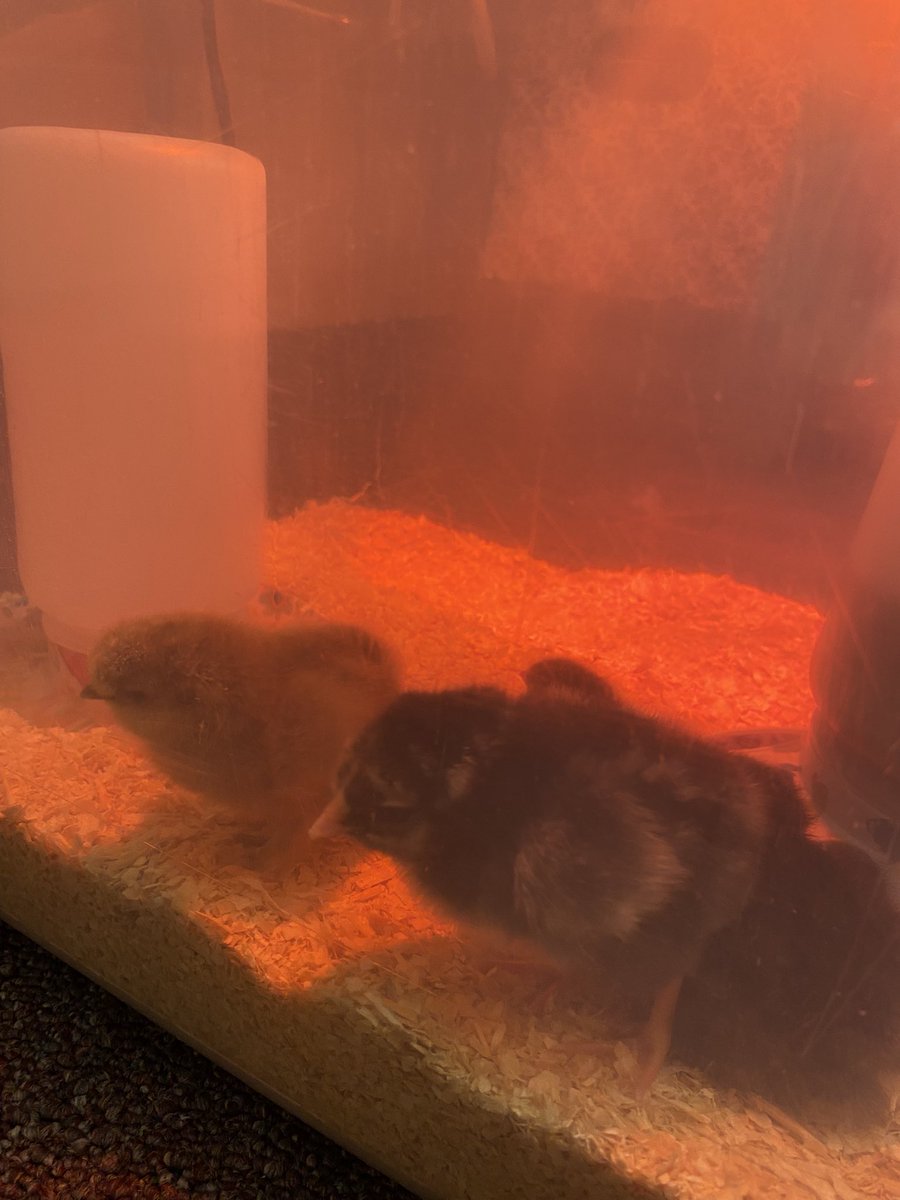 @PickettsMillES 2nd graders are getting to see animal life cycles in real-time by hatching chicks for their Q4 science standards! #STEMCobb #DoingDrivesLearning @cobbscience