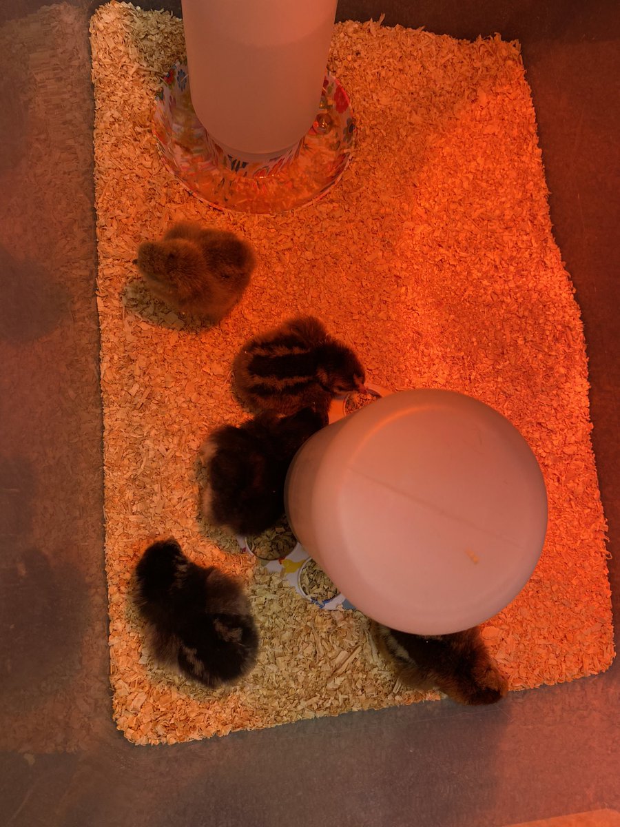 STEMTania's tweet image. @PickettsMillES 2nd graders are getting to see animal life cycles in real-time by hatching chicks for their Q4 science standards! #STEMCobb #DoingDrivesLearning @cobbscience