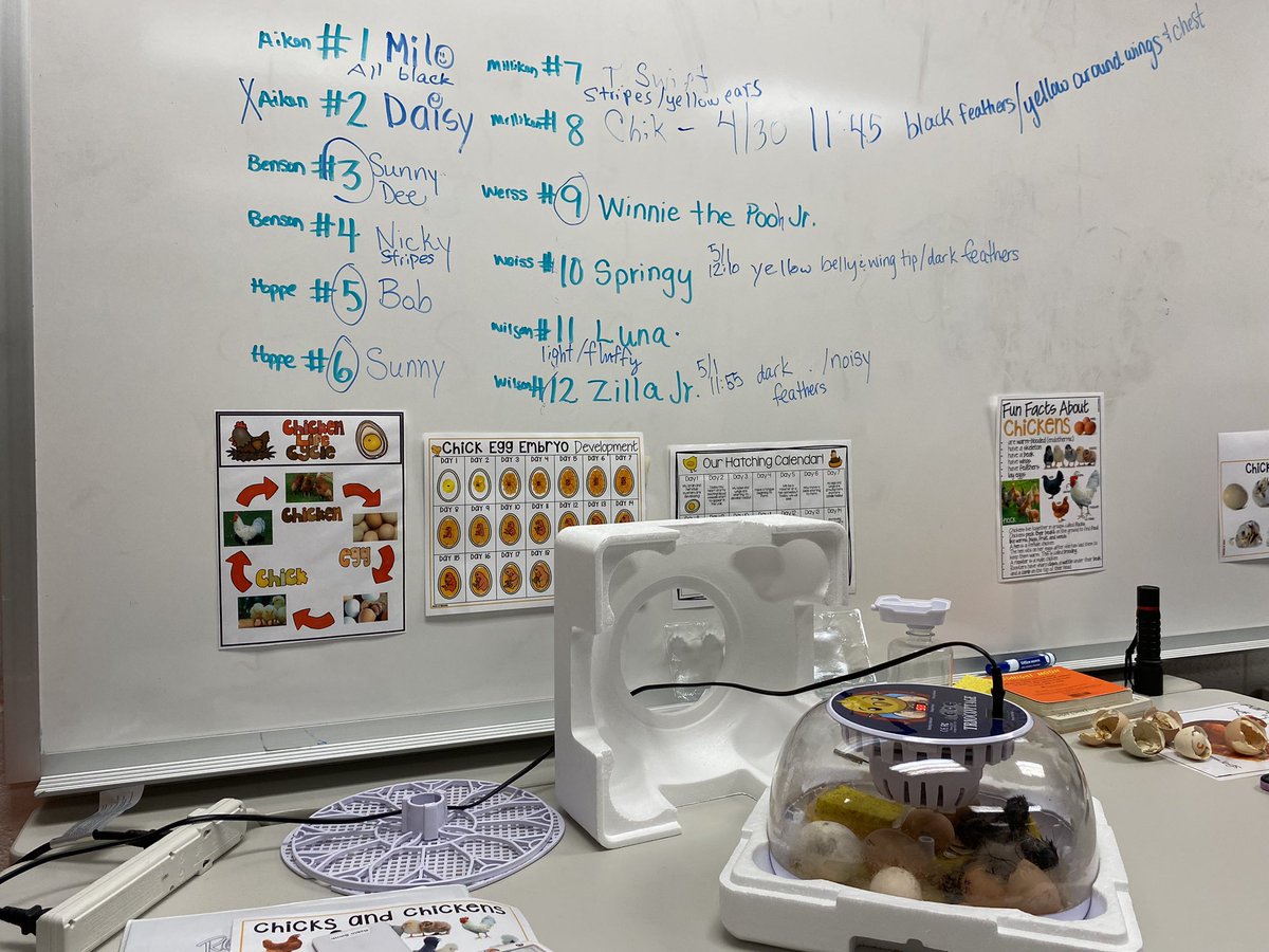 STEMTania's tweet image. @PickettsMillES 2nd graders are getting to see animal life cycles in real-time by hatching chicks for their Q4 science standards! #STEMCobb #DoingDrivesLearning @cobbscience