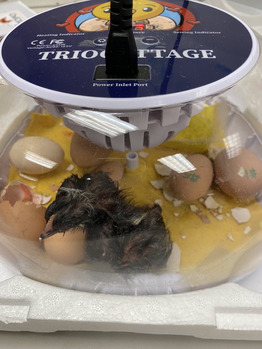 STEMTania's tweet image. @PickettsMillES 2nd graders are getting to see animal life cycles in real-time by hatching chicks for their Q4 science standards! #STEMCobb #DoingDrivesLearning @cobbscience