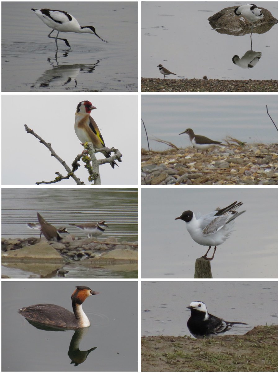Highlights at #uptonwarren’s Flashes today: LRP 3, Avocet 63, Common Sand, Oyk, Reed Warbler, Sedge Warbler, Common Tern, GC Grebe, Lapwing 2 @Natures_Voice @RSPBEngland @WestMidBirdClub @upstarts1979 @_BTO @waderquest @BTO_Worcs #WaderWednesday