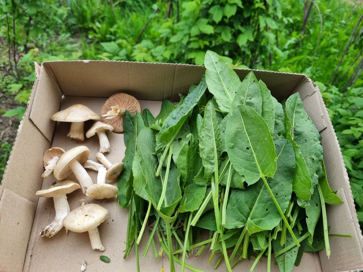 Today's forage: a handful of shield pinkgills (Romanian: bureți de prun, Entoloma prunuloides) and lots of common sorrel. We had lots of rain lately, so I'm 🙏 for morels next time #foraging 🍄#SouthernCarpathians