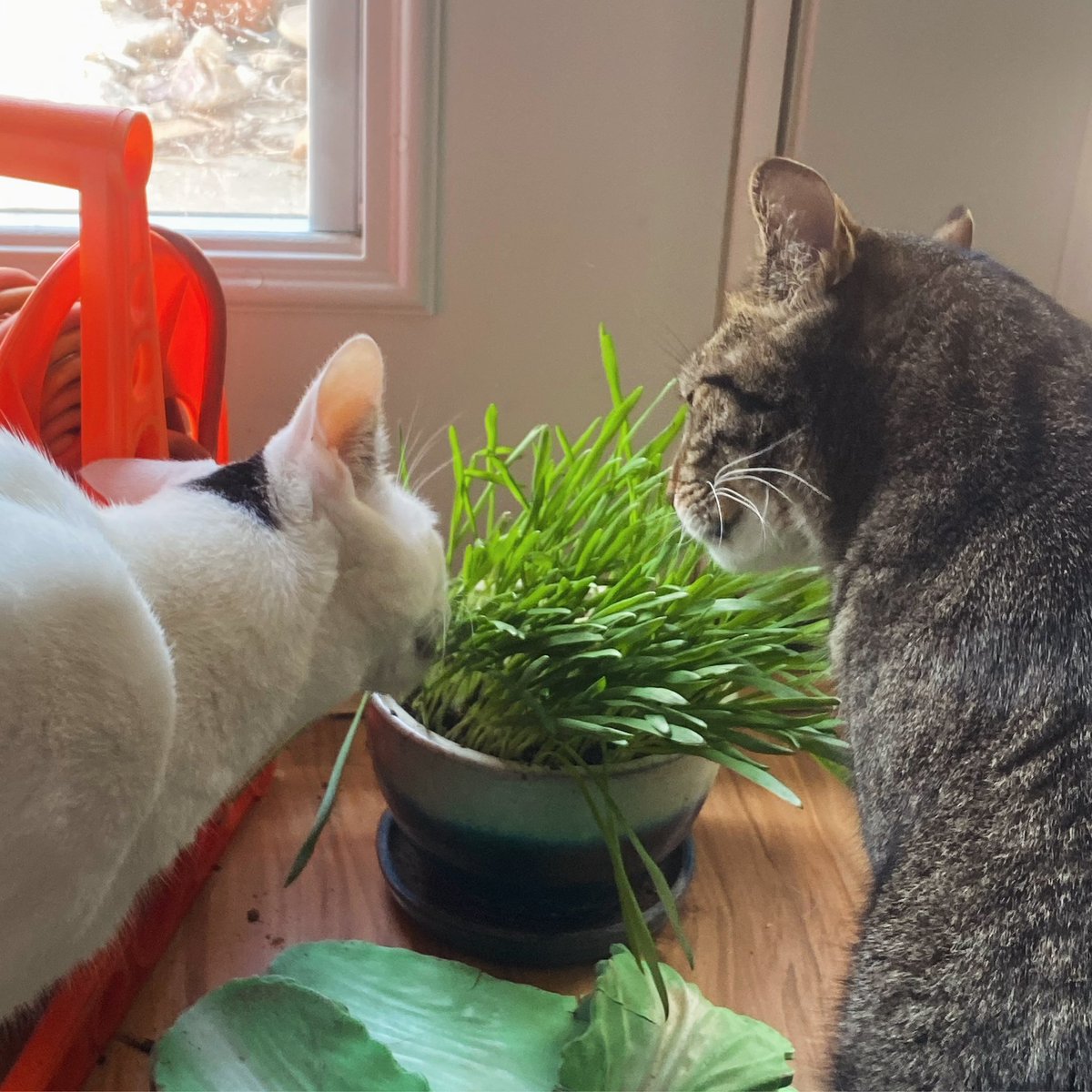 Meanwhile, Bobby and Marcel like to cosplay as cows with their cat oats. Limpet is…not interested.