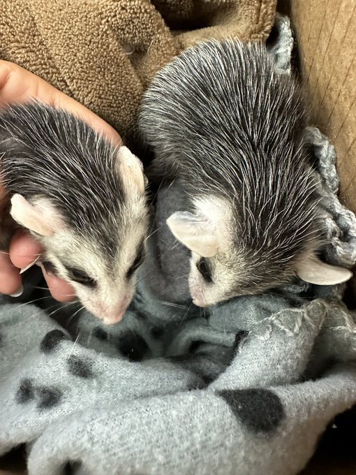 🎼 I got a pocket got a pocket full of possums 🎶 https://t.co/P3lSZ1x94M<a href="/tag/thisiswar"class="tags"><span>#thisiswar</span></a>
