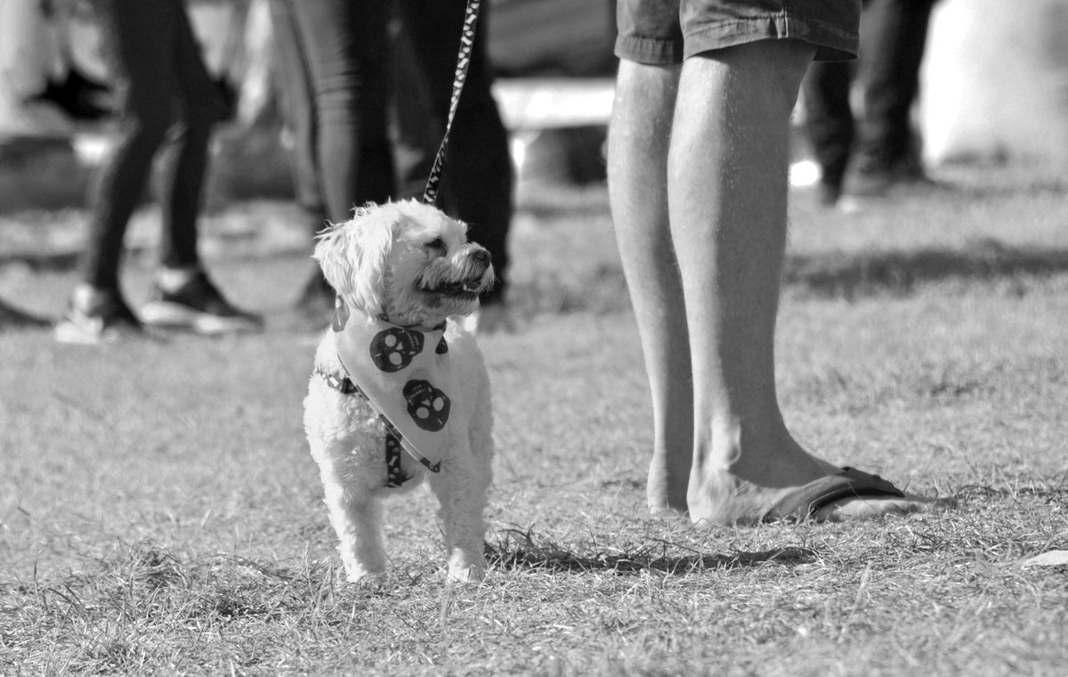 Shades of Alan Schaller: dogs + legs #Gallery365in2024 #Gallery365in2024MaySchaller @Gallery365photo