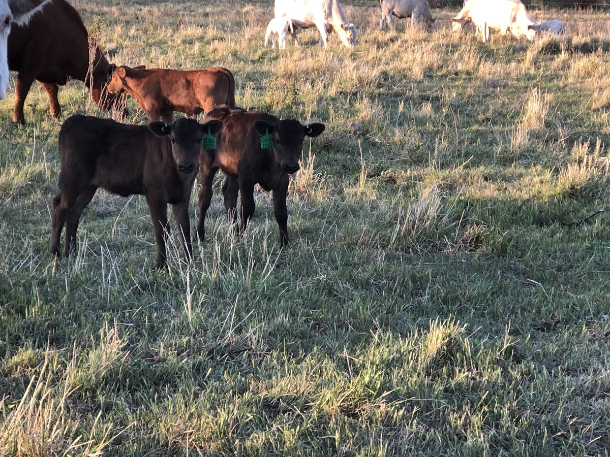 Riding Mountain Wagyu tweet media