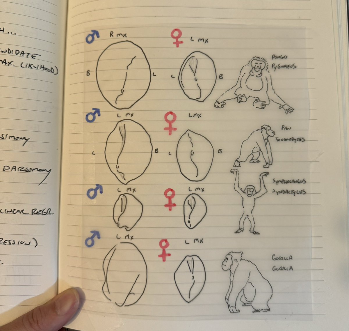 Been working on my NSF all month and the best thing I got out of it was doing these cool traces/drawings for my dissertation book. 

The project description is finally done though. Now I just have to budget and do a million years of paperwork before submitting in July 🥲