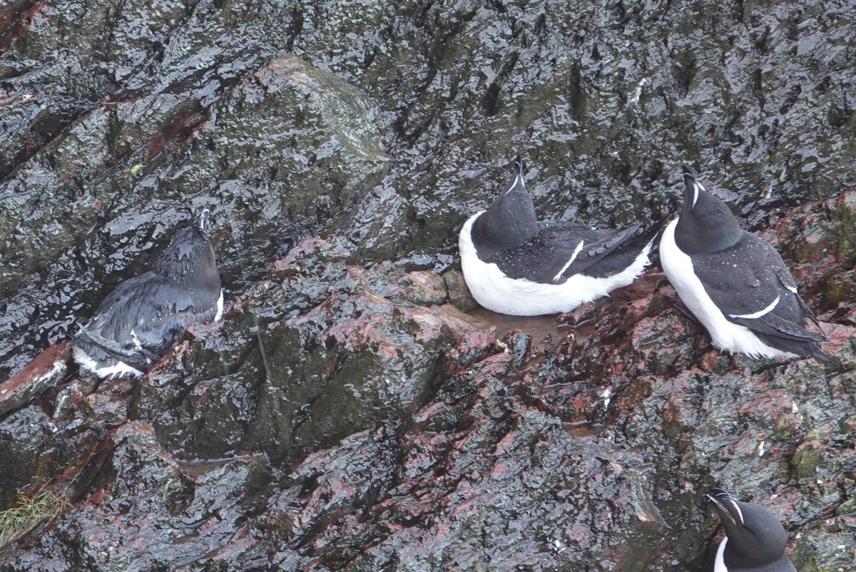 Although dryer today, lots of rain on a saturated Island means that the waterfalls are flowing again, the Razorbills which nest in these seasonally dry gullies at risk of being washed out. There is over 2cm of rain in the forecast for the next 24 hours.