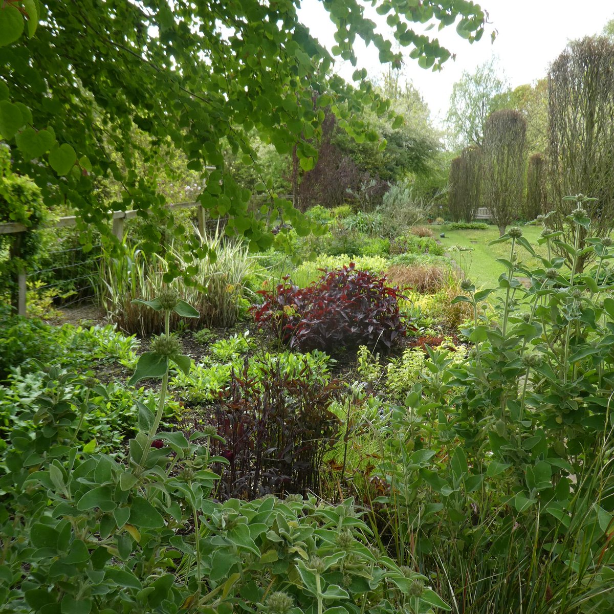 The avenue borders are filling and full of interesting foliage, the flowers will follow soon, we are open all the coming weekend 10.00-5.00 pm
#Foliage #HerbaceousBorder #PlantNursery #GardenJoy#OrganicGarden#OpenGarden #YorkshireGarden