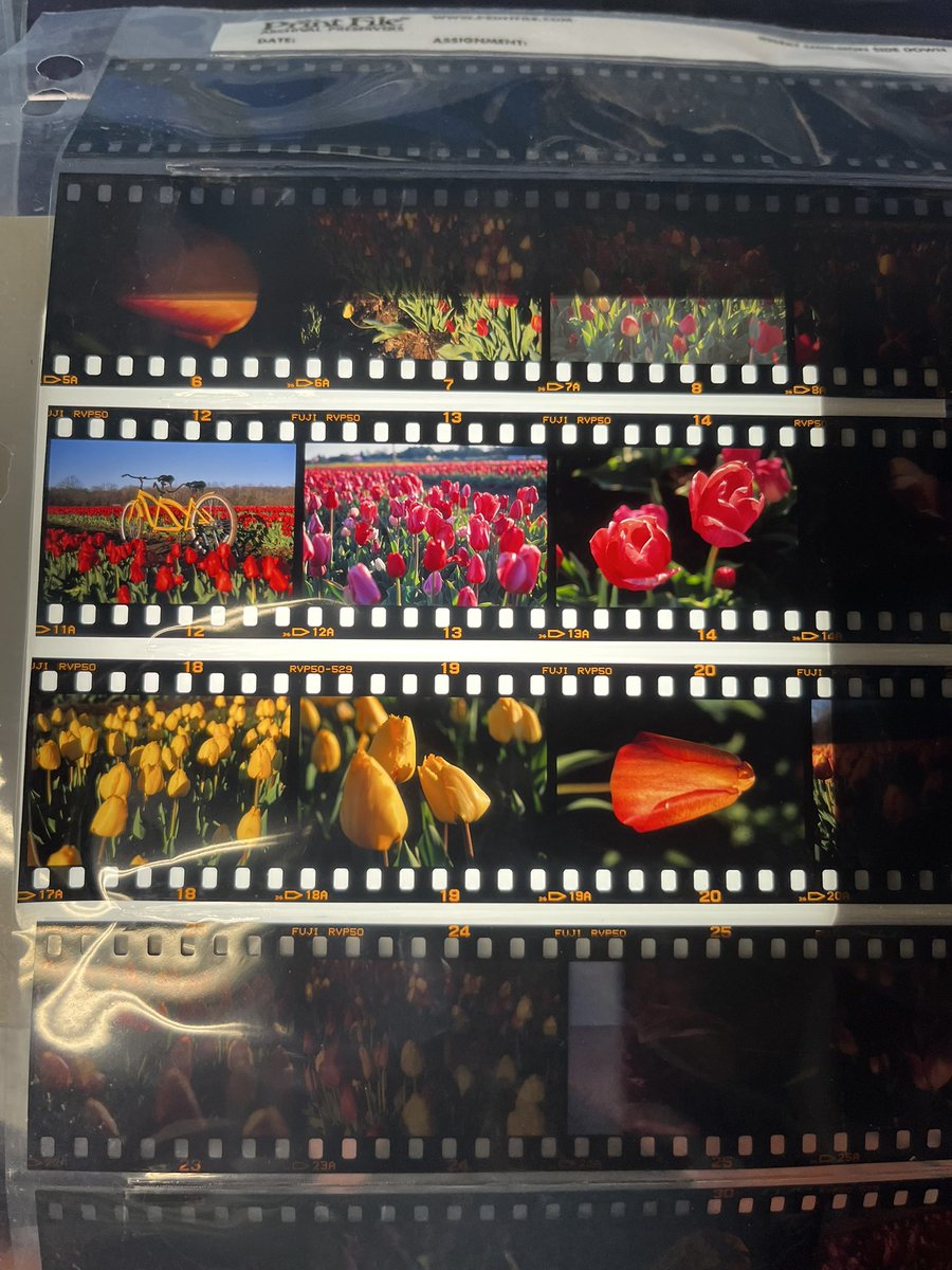 Fuji Velvia 50 colors are UNMATCHED omg I can’t wait to scan these