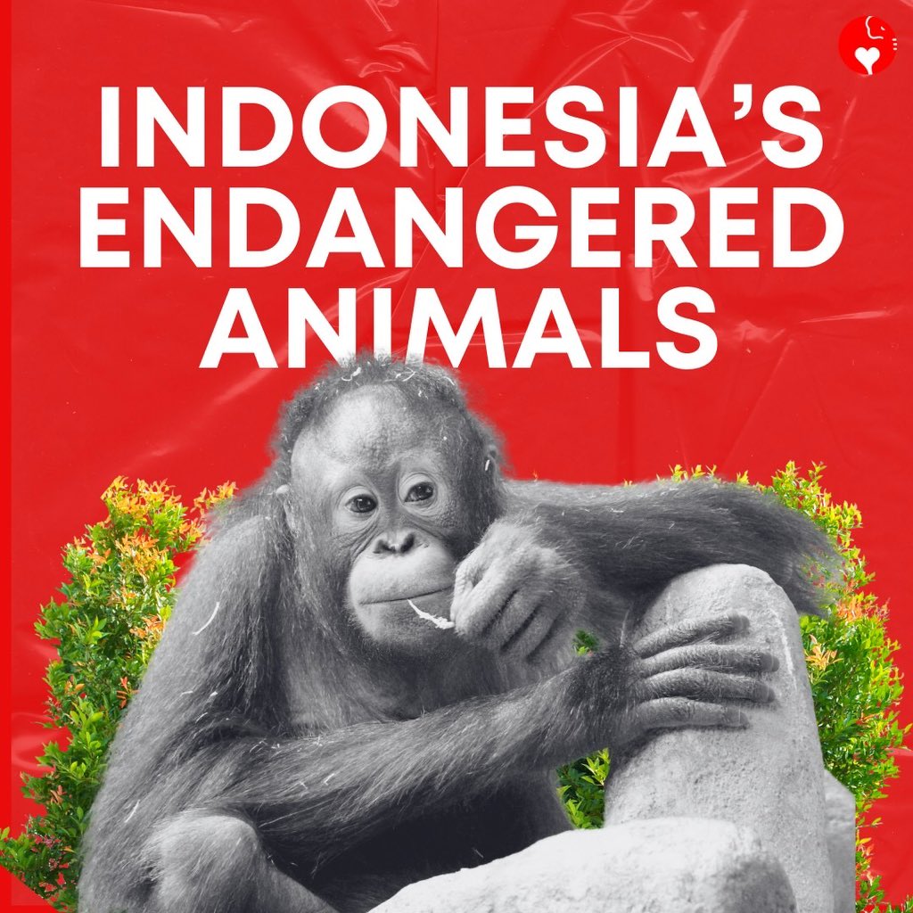 Indonesia's diverse wildlife is facing alarming threats, teetering on the brink of extinction. 

Here are five examples of endangered animals in Indonesia:

[THREAD]

#EndangeredSpecies #Indonesia 🐾🌿🇮🇩