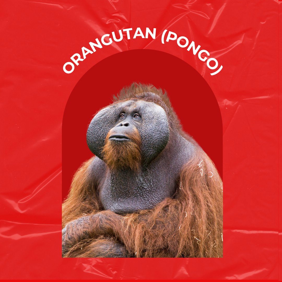 Orangutans, Asia's only great apes, are in Borneo and Sumatra 🦧 

Unfortunately, Bornean orangutans have declined by 55% in 20 years, with only 57,000 left; Sumatran orangutans, just 7,500, are critically endangered.

#Orangutan #Indonesia #EndangeredSpecies