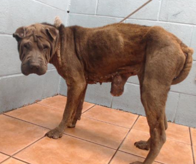 💔🆘💔 9 yo Chinese Shar-pei GRANDMA came to Downey #California ACC on 4-25 as a stray, and now that she is cleared for adoption they sent a medical rescue plea for her. Obvious HUGE mammary tumor😭Only 37 lb. She needs foster & pledges ASAP🙏 info⬇️ #A5621455