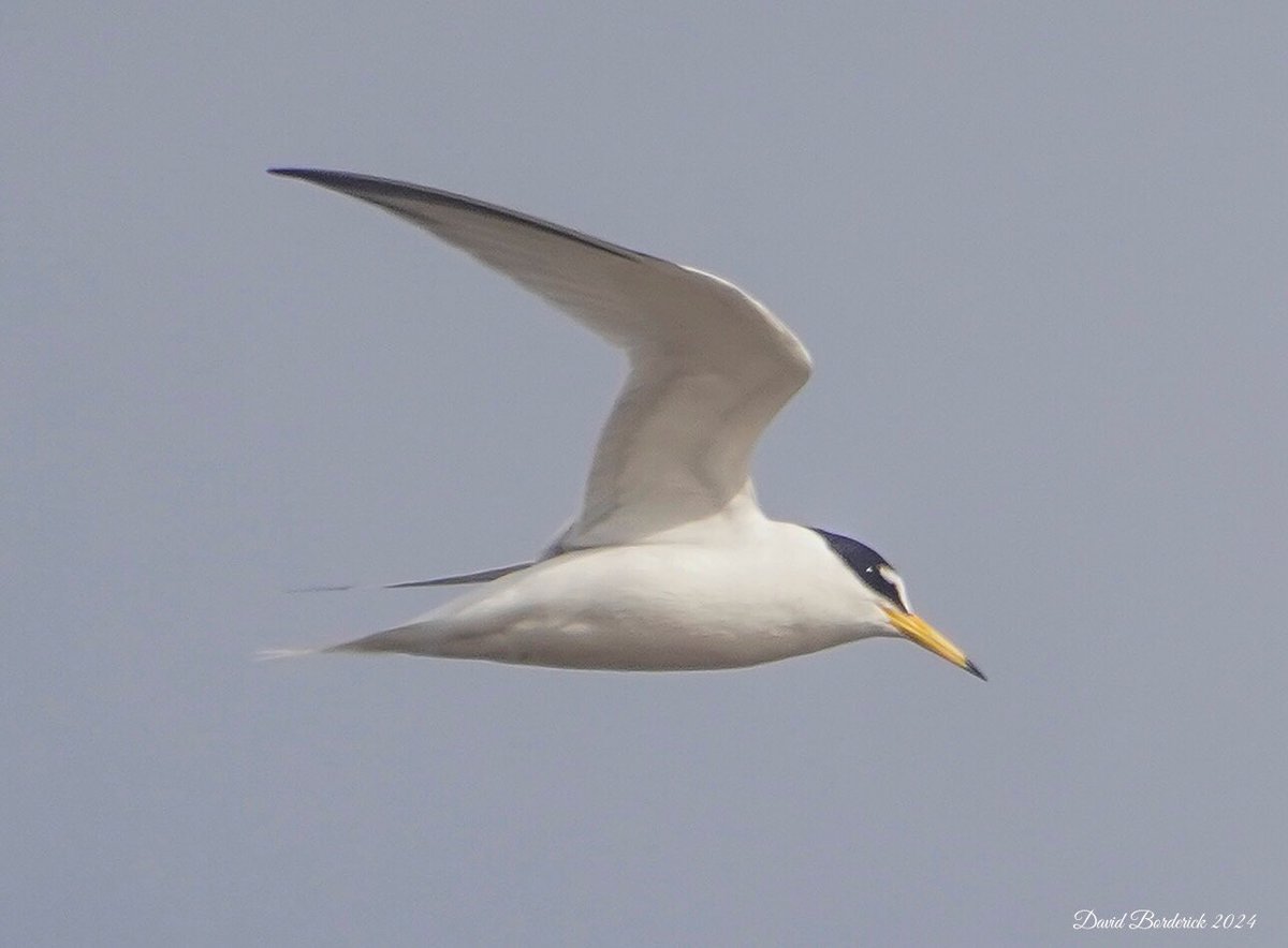 One of the flock of Little Tern on the Suffolk coast this morning @SuffolkBirdGrp @BTO_Suffolk @BINsBirder