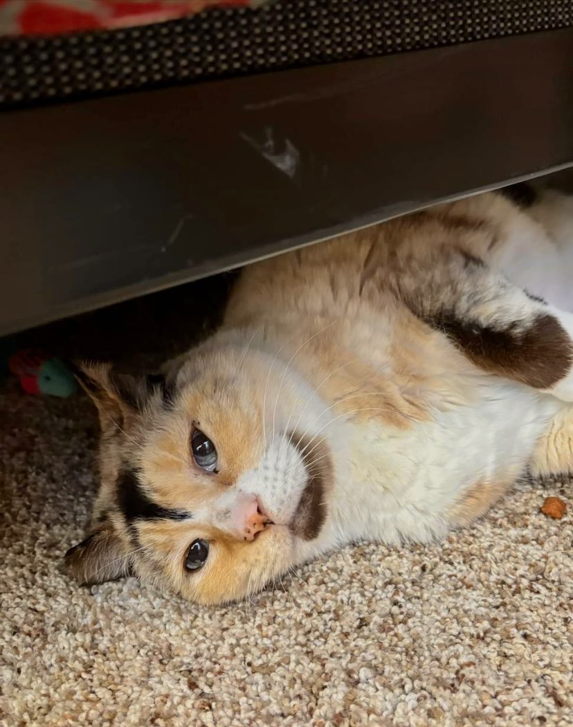 Breaking mews! Although newly adopted Tulip still prefers to spend her days under the bed, she will come out for treats, purrs and pets. Also, she roams the house at night and knocks books off tables.