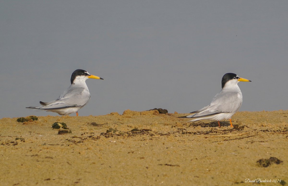 Two of the flock of Little Tern on the Suffolk coast this morning @SuffolkBirdGrp @BTO_Suffolk @BINsBirder