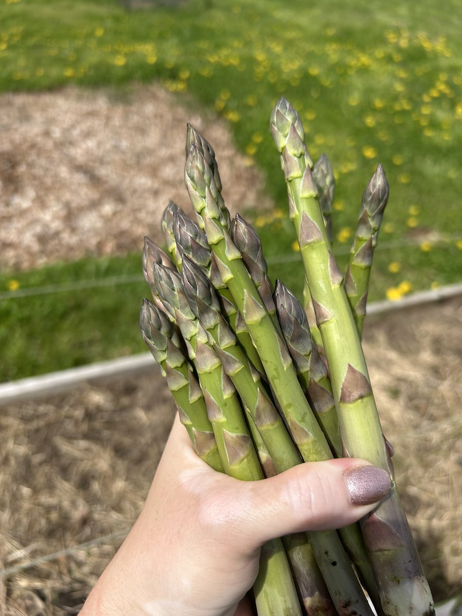 Looks like we’re having asparagus for dinner!

#firstcut #harvest2024 #gyo #growyourownfood #farmlife #homestead #vegetablegardening #GardeningX