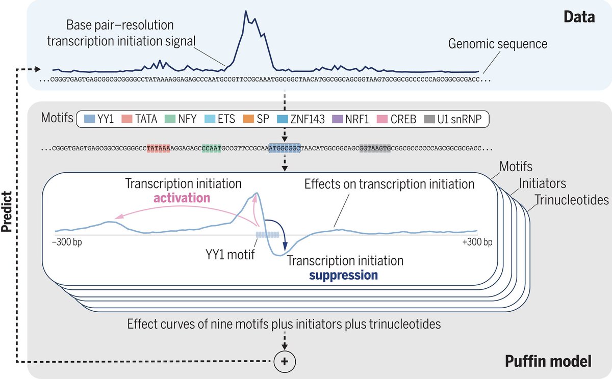 A machine learning model reveals a small set of motifs and rules that explain most human promoters. These findings present a unified model for transcription initiation. @KDudnyk47866 @zhou_jian @JianXuLab science.org/doi/10.1126/sc…