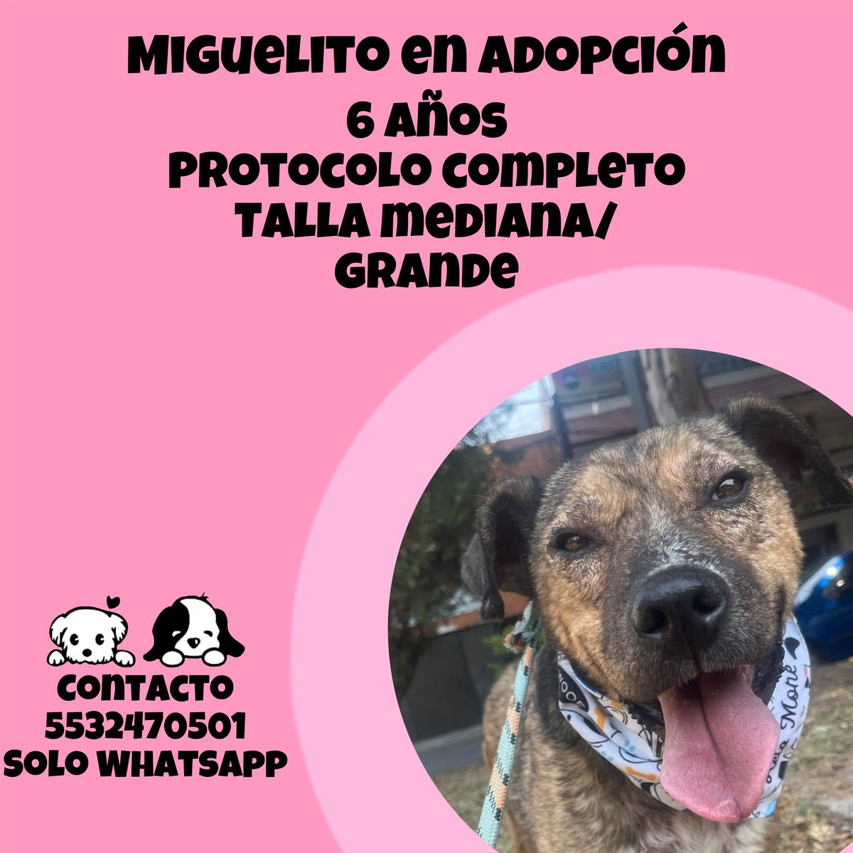 Miguelito busca una familia 🩷
Estamos en CDMX