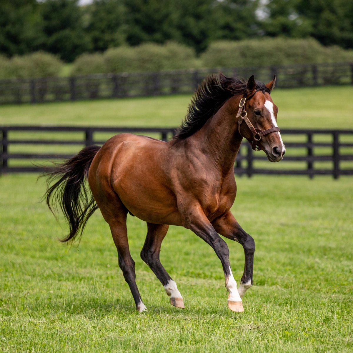 Authentic 🌹 The 2020 #KyDerby winner stands as a stallion at Spendthrift Farm in Lexington, Kentucky.