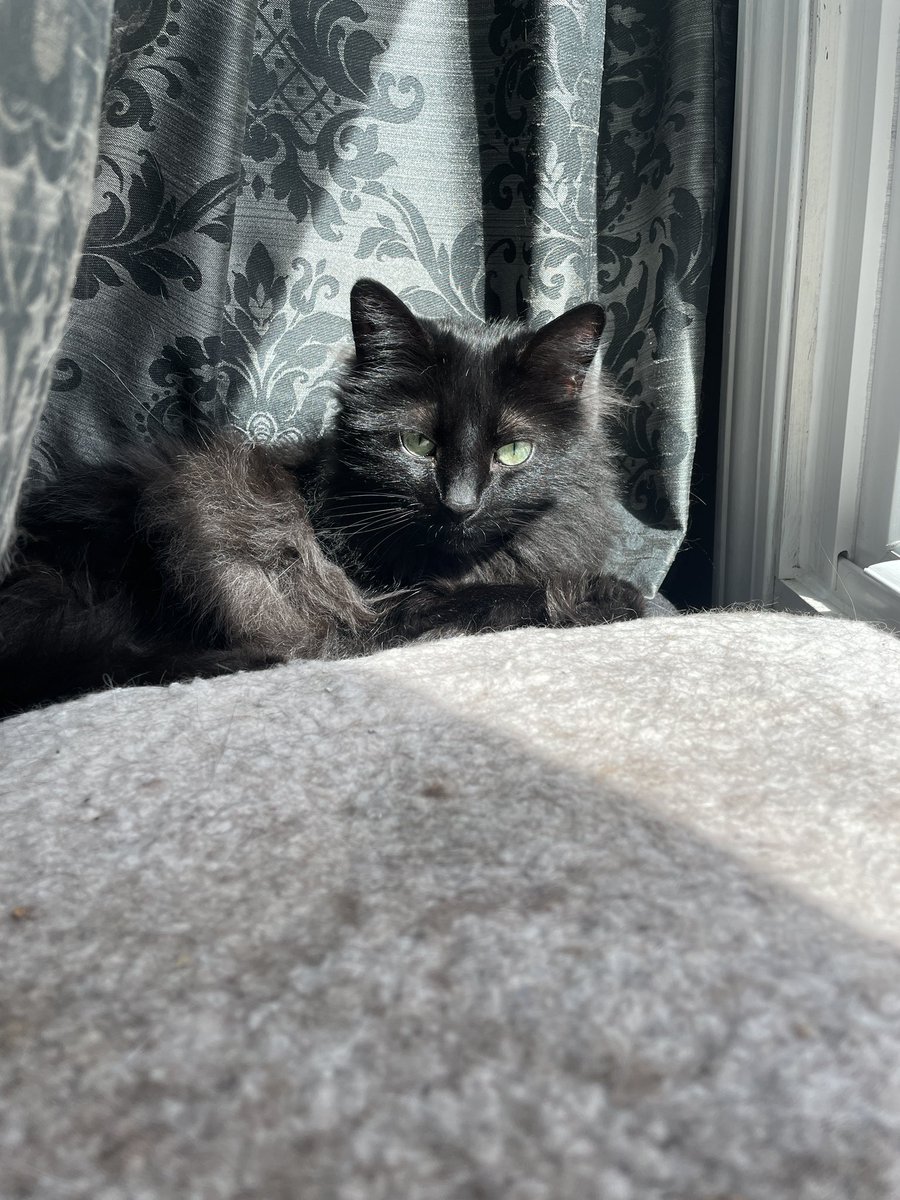 Today’s cat is enjoying her sunbeam #CatBreak #CatsOfTwitter #BlackCat
