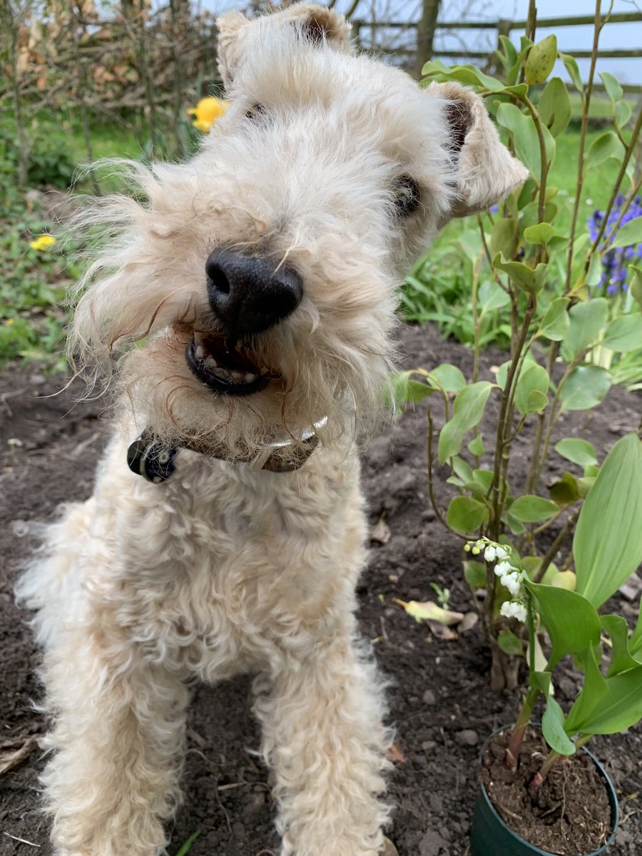 More gardening today, pals but it turned into a lovely warm day #FeteduMuguet #1stMay Mum is hoping Lily of the Valley will grow at the bottom of the garden 🪴 🤞💖