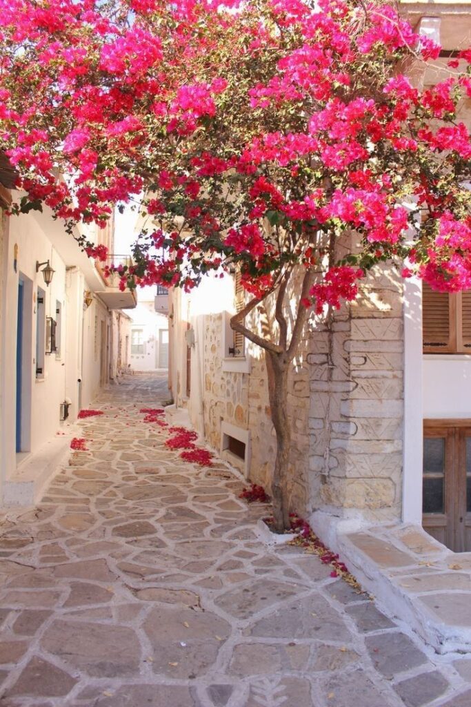 May this afternoon be full of bougainvilleas☀️🫶🌸
