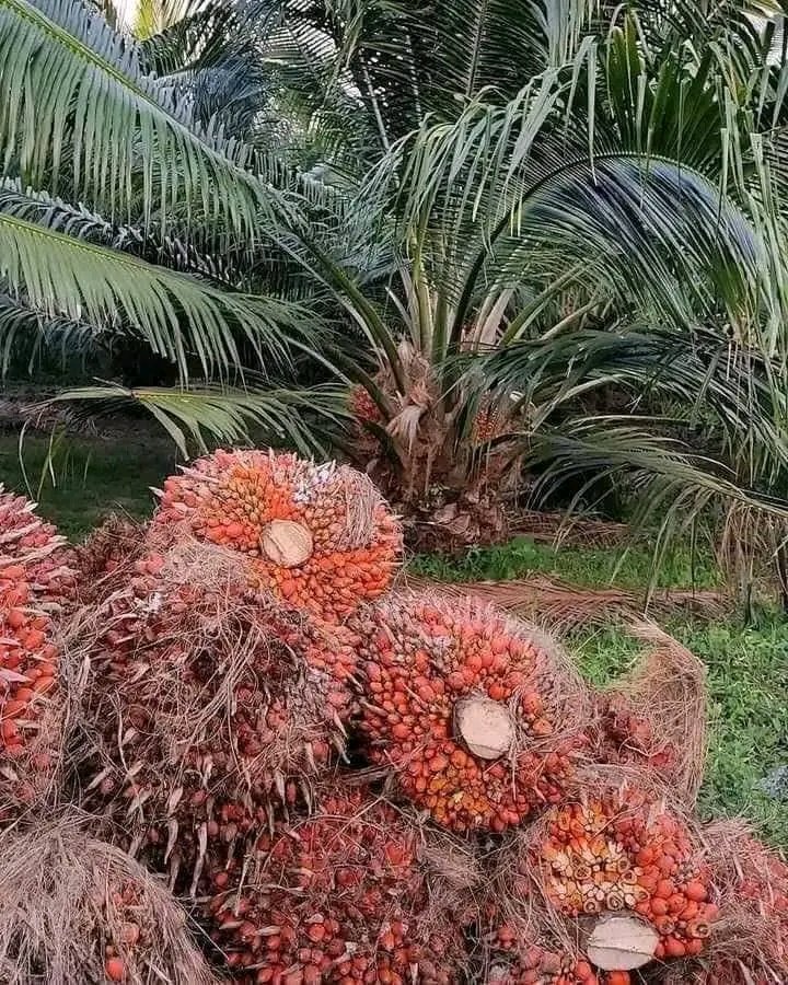 For Nigeria to Work, Nigeria Must Farm and Process What We Farm!

#Agbatoken
#Agbadovolution 
#NigeriaFirst 
#NigeriaOnly 
#NigeriaAlways 
#GaateGoldRice 
#NFGCSFarmEstate 
#LetFarmersBreathe 
#LetThePoorBreathe