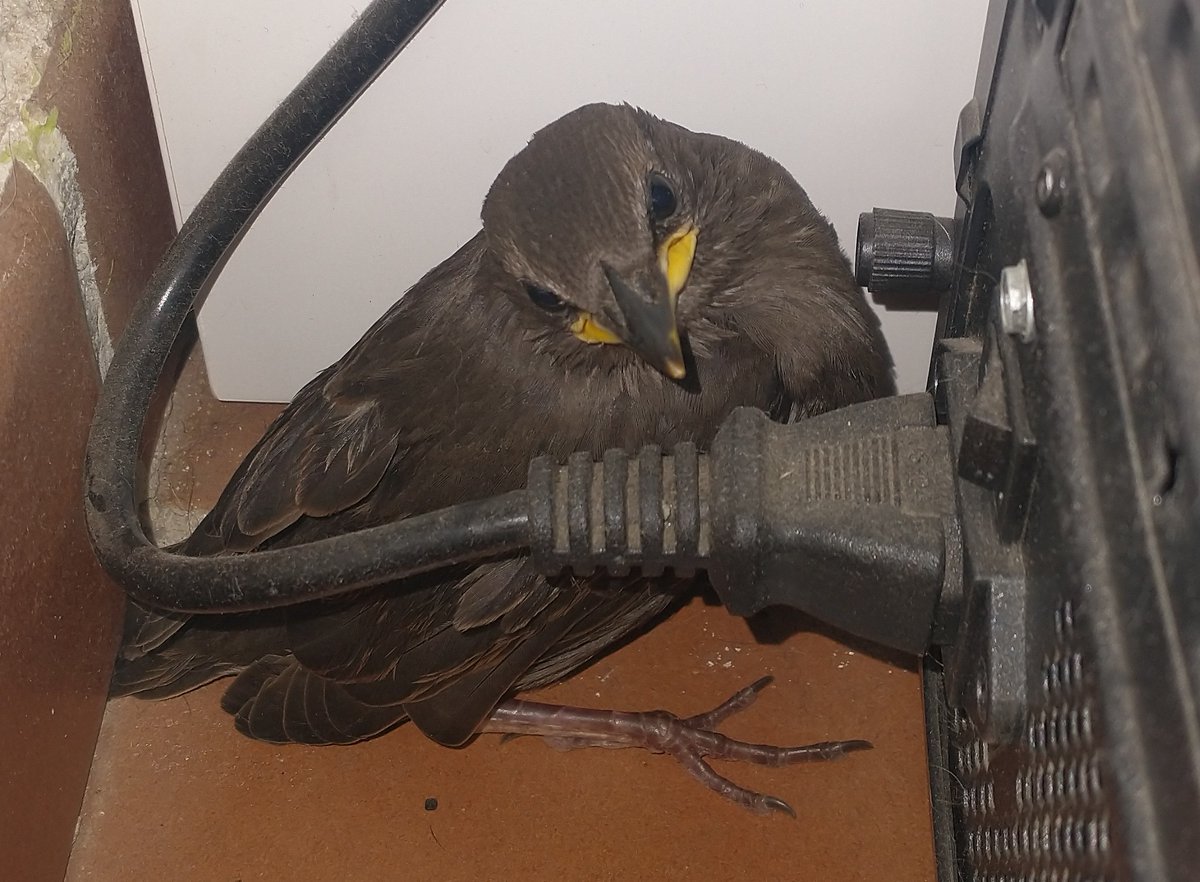Does anyone know what kind of bird this is? It's dark brown with a dark beak, except the corners of the mouth, which are bright yellow. Legs dark. My best guess is some kind of blackbird but I'm not sure. Saved from a gang of cats in southern Spain Please excuse the grime