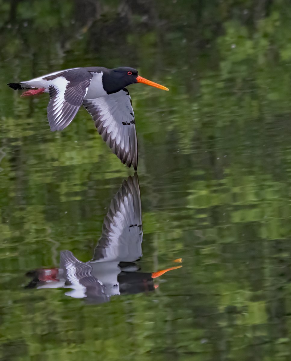 Oystercatcher today at brandon marsh reserve