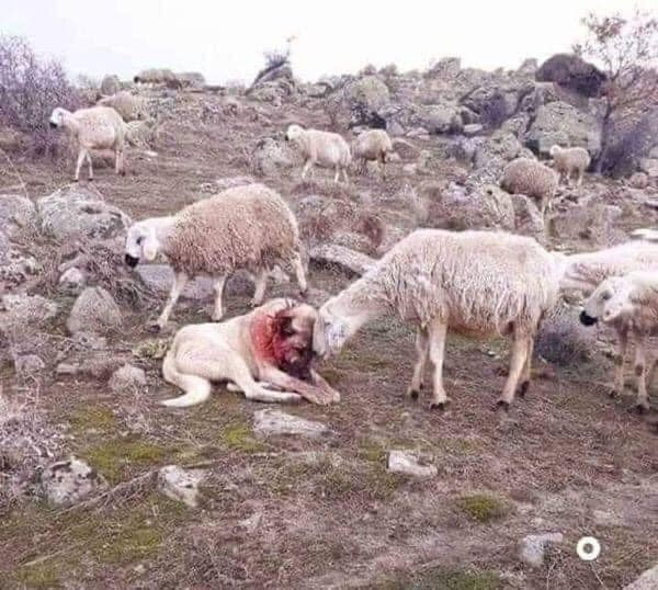 #PeacePlease This sheep dog is covered in his own blood after fighting off wolves protecting his flock, while the sheep gently comforts him.