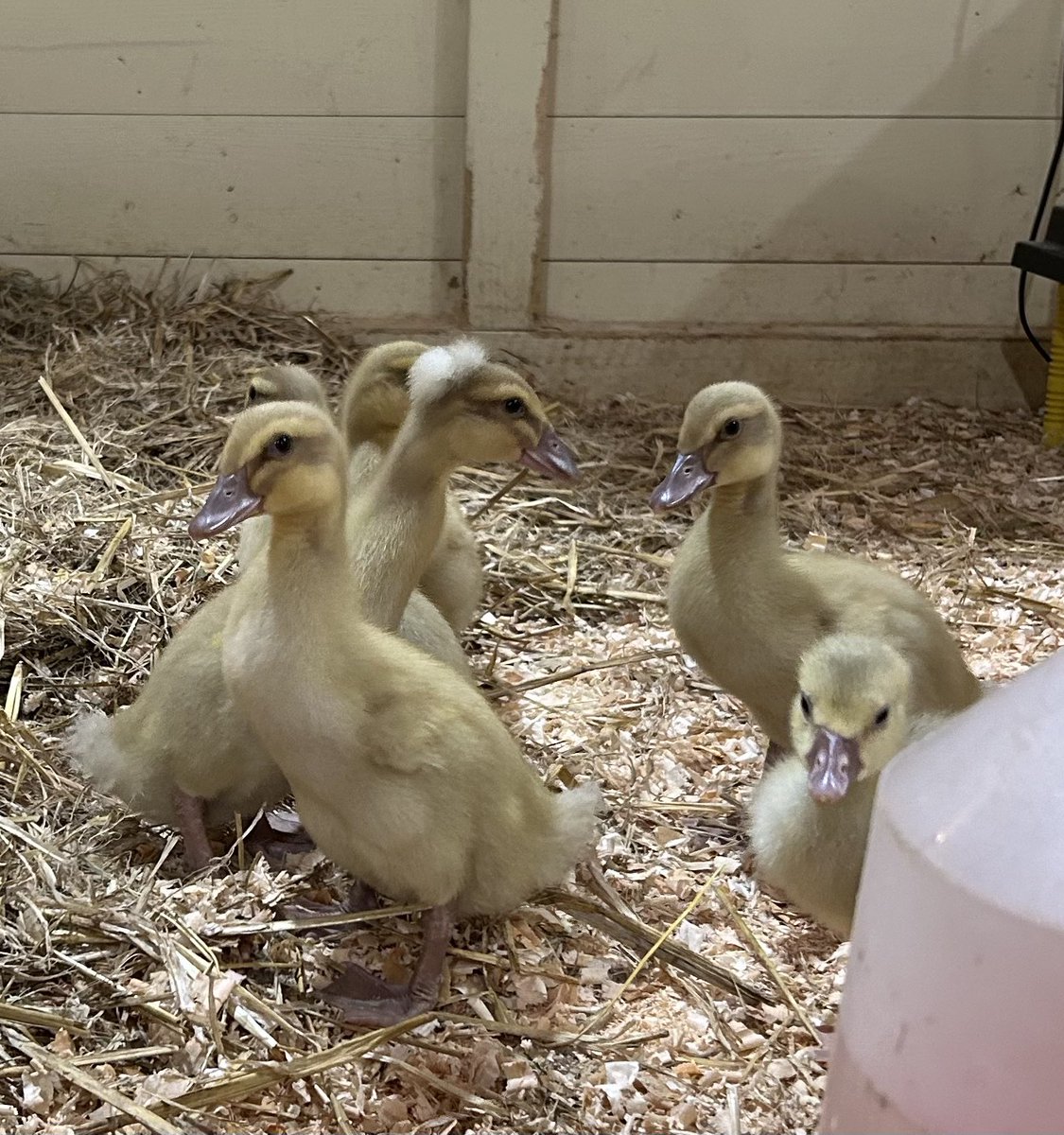 Katy__Perry's tweet image. Another fab day @WhitePostFarm never seen Willow so active before!